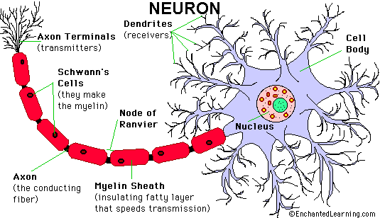 neurons with labels