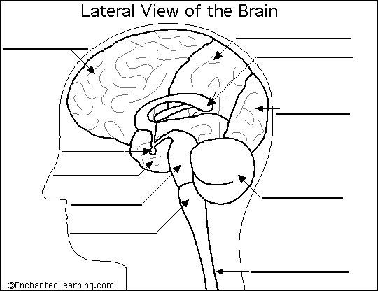 Diagram Of Brain