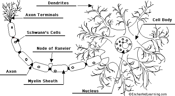 neuron anatomy diagram to label