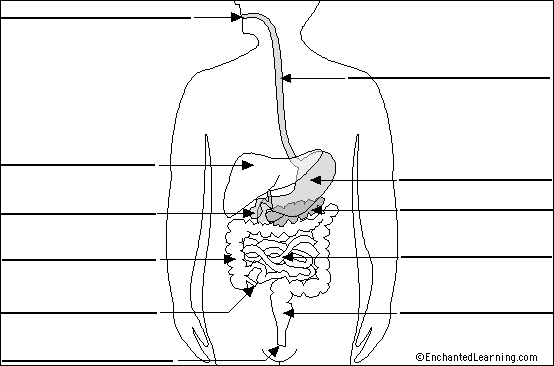 Digestive system label quiz - Ar level equivalent to dra