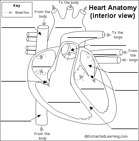 picture of the heart with labels