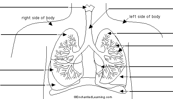 labeled lungs diagram