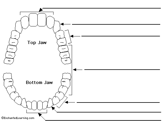 Labeled Teeth Diagram