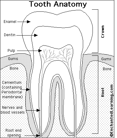 Tooth Anatomy Printout - EnchantedLearning.com