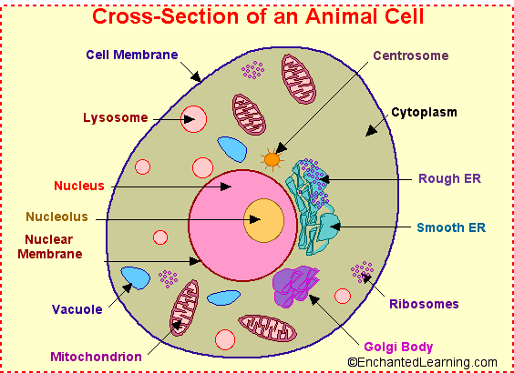 The following is a glossary of animal cell terms: