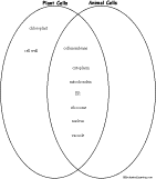 Plant and Animal Cells Venn Diagram