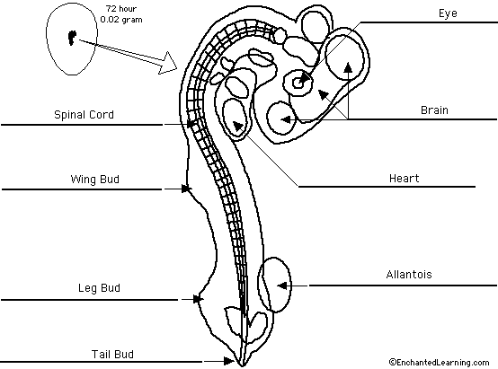 Label chick embryo - answers