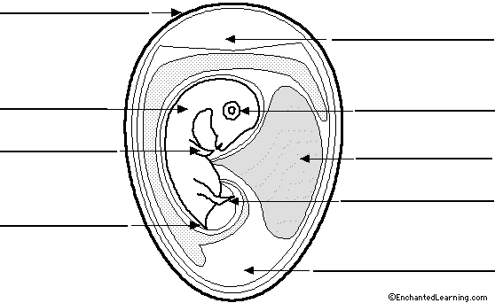 egg cell labelled