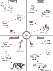 food chain