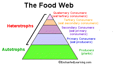 food levels trophic chains energy ecosystem chain web ecology consumers tertiary level organisms webs diagram biology eat organism flow eats