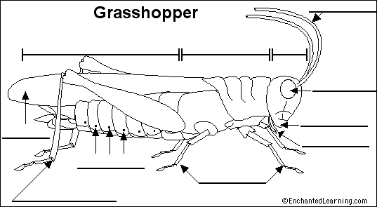 Grasshopper Dissection Photos