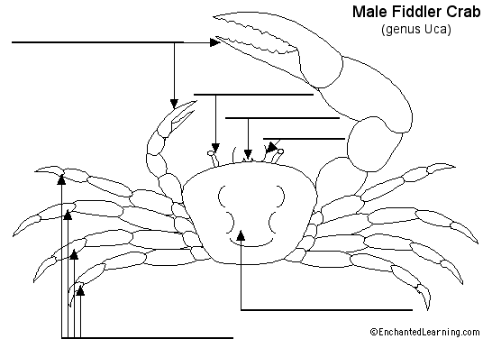 anatomy of crab