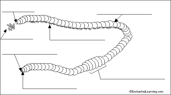 Worm Labeled
