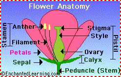 Flower Reproductive Organs