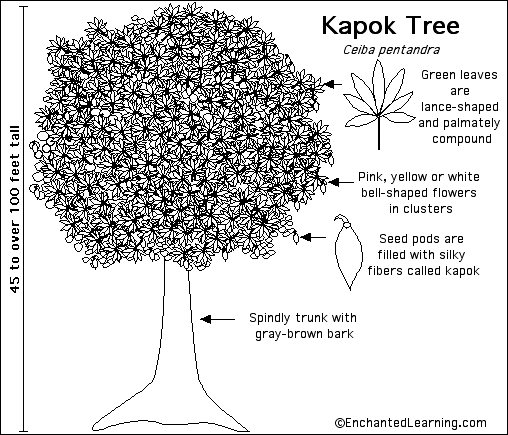 a kapok tree