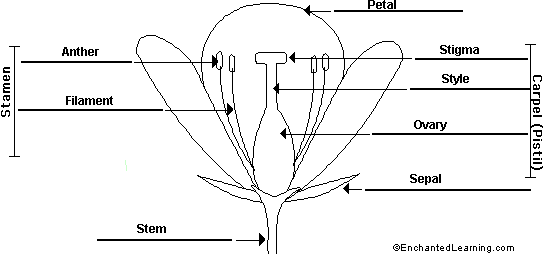 label flower anatomy