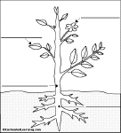 Label Simple Plant Anatomy Glossary - EnchantedLearning.com