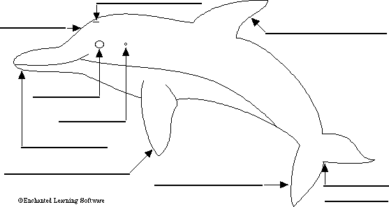 Dolphin Head Diagram