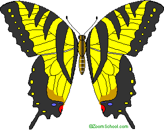 swallow tailed butterfly