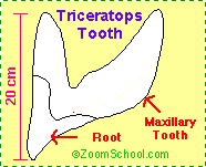 ceratopsian teeth