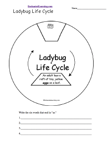 ladybug life