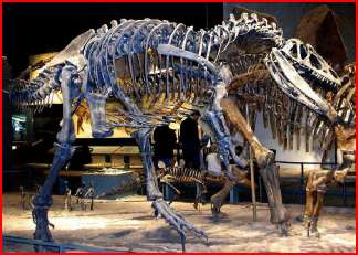 Allosaurus Fossil