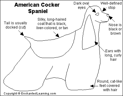 Search result: 'American Cocker Spaniel Printout'