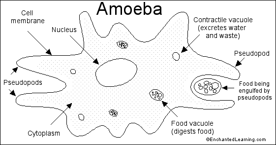 Amoeba (Ameba) Read-and-Answer Quiz - Enchanted Learning