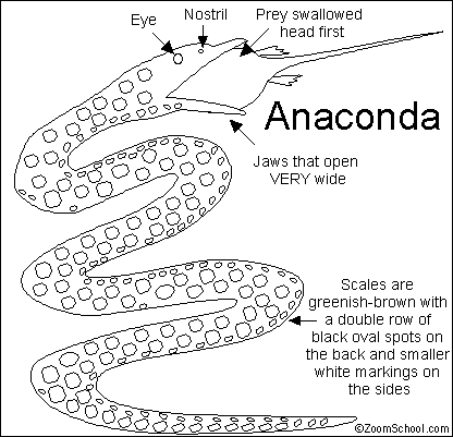 Search result: 'Anaconda Read and Answer Quiz Answers'