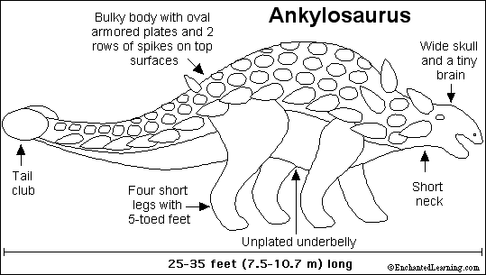 types of ankylosaurus