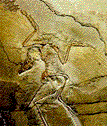 Search result: 'ARCHAEOPTERYX - Paleontology and Geology Glossary'