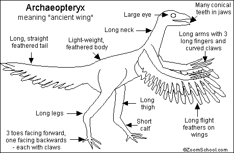 Archaeopteryx pronunciation