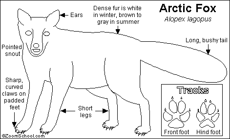 Arctic Fox Printout EnchantedLearning com
