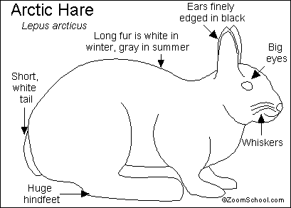 409px x 292px - Showing Porn Images for Arctic hare furry porn | www.xxxery.com