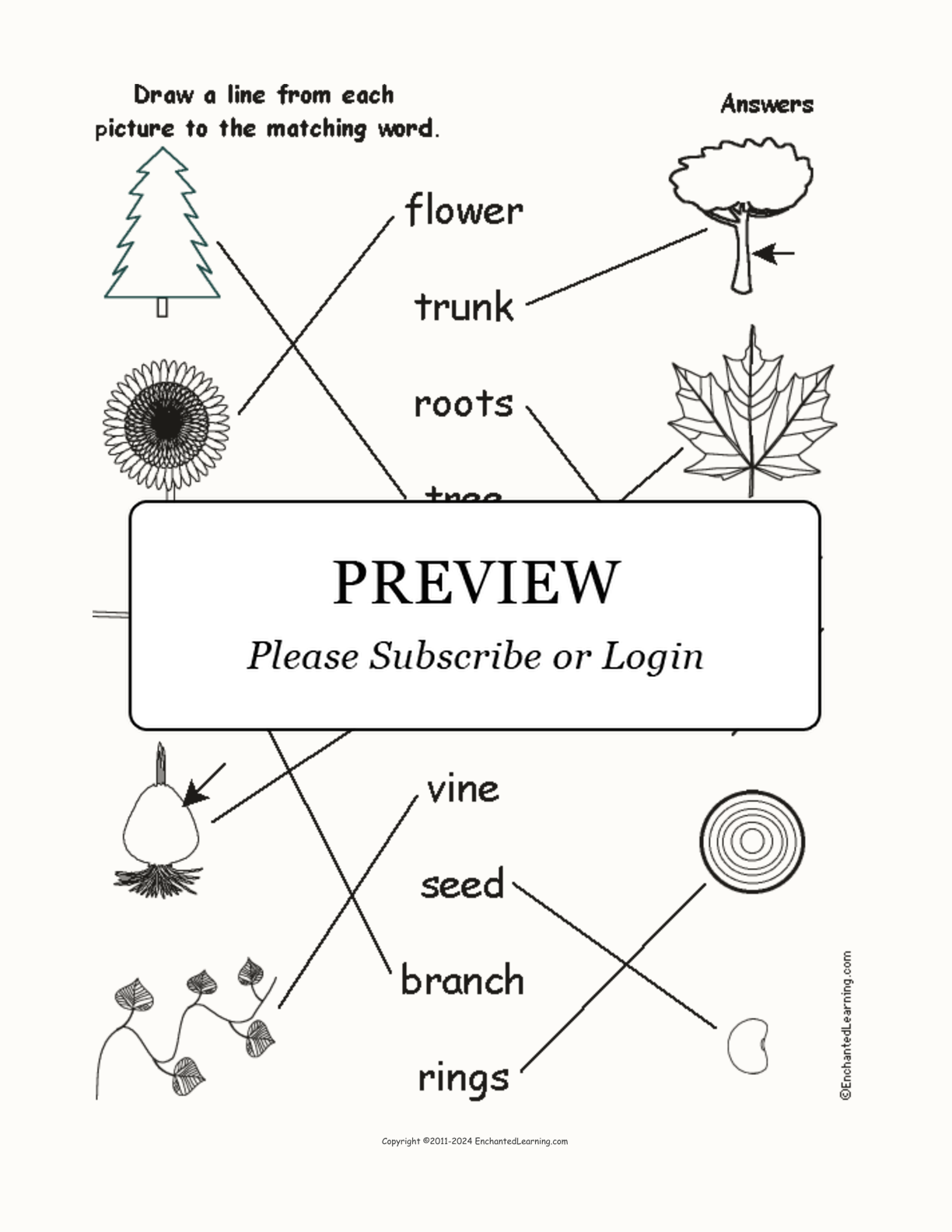 Match the Plant Words to the Pictures interactive worksheet page 2