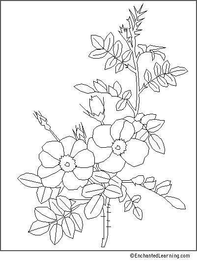 Search result: 'P. J. Redout&#233;: Rosa Eglanteria Coloring Page'