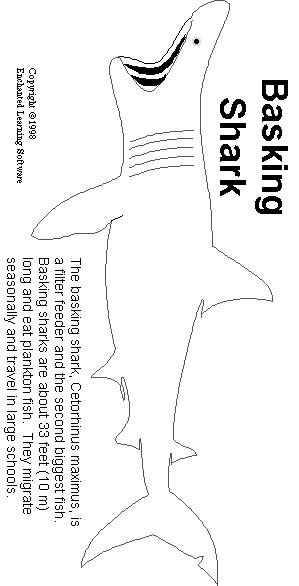 Basking Shark