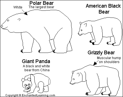 grizzly bear anatomy
