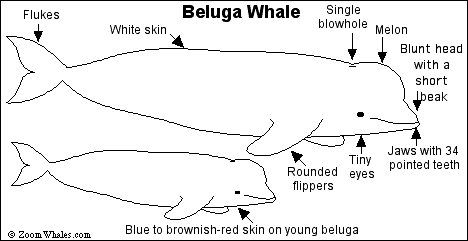 Beluga Whale Food Chain