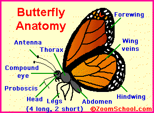 butterfly proboscis diagram