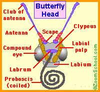 butterfly proboscis diagram