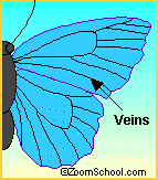 Search result: 'Butterfly Wing Anatomy'