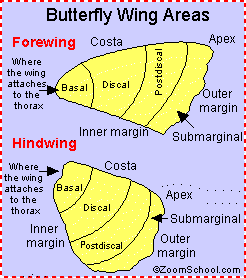 Butterfly wing areas