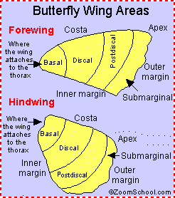 Butterfly Wing Anatomy - EnchantedLearning.com