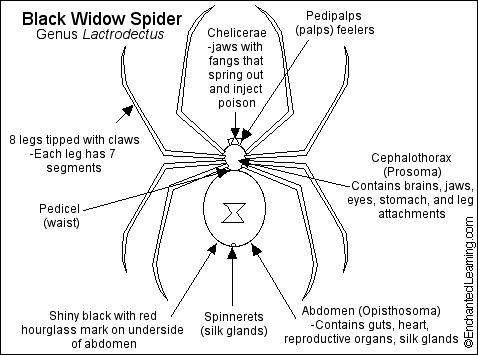 black widow spider map