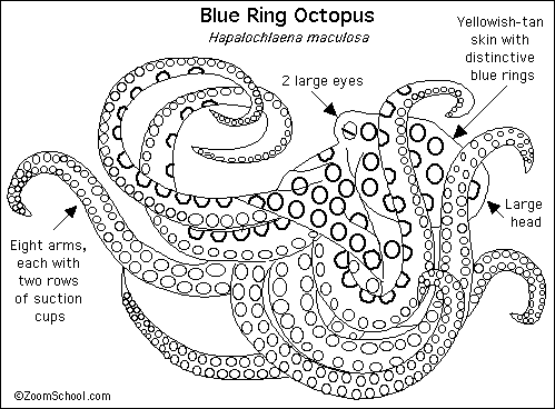 greater blue ringed octopus anatomy