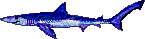 Blue shark