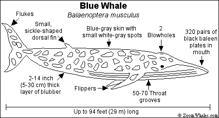 blue whale heart diagram