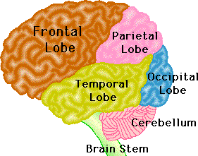 Human brain, lateral view