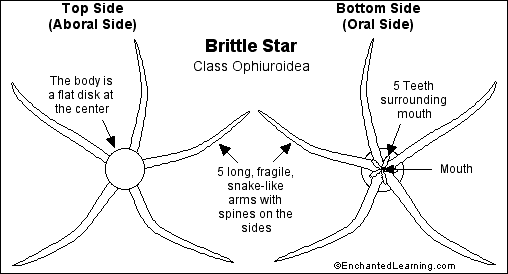 brittle star anatomy